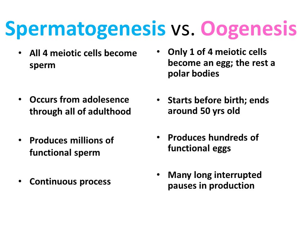 Oogenesis+vs+Spermatogenesis Spermatogenesis vs. Oogenesis All 4 meiotic cells become sperm Occurs ...