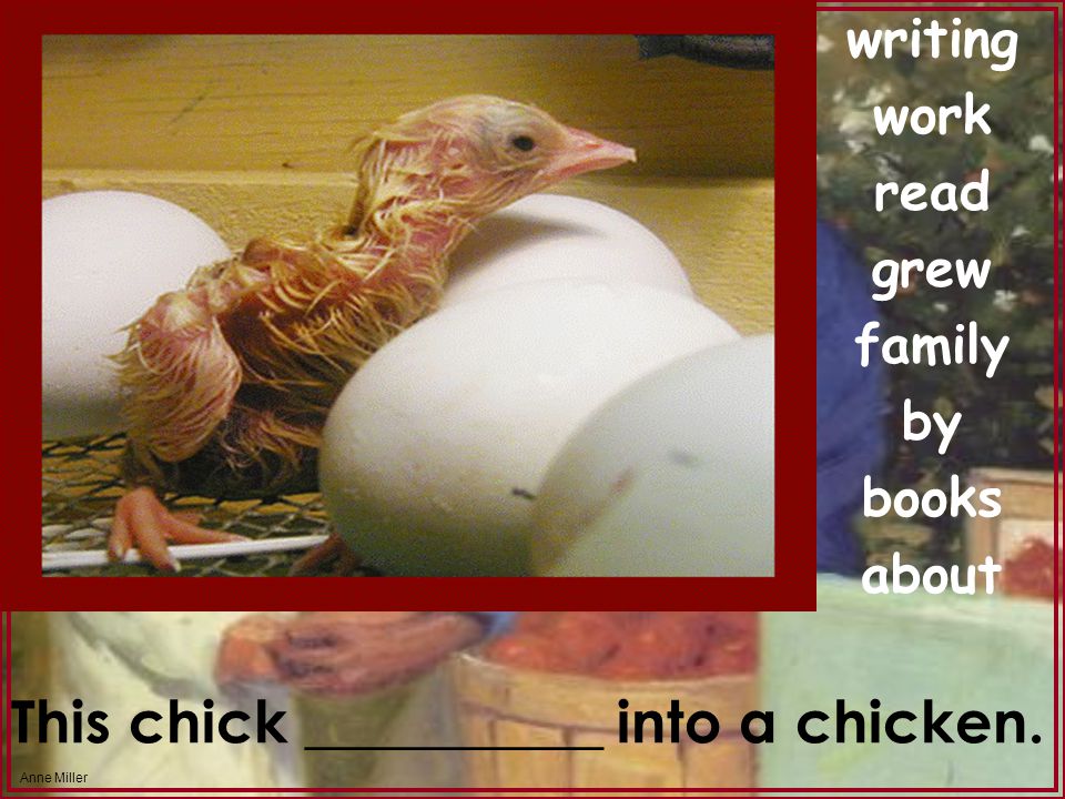 Anne Miller writing work read grew family by books about This chick __________ into a chicken.