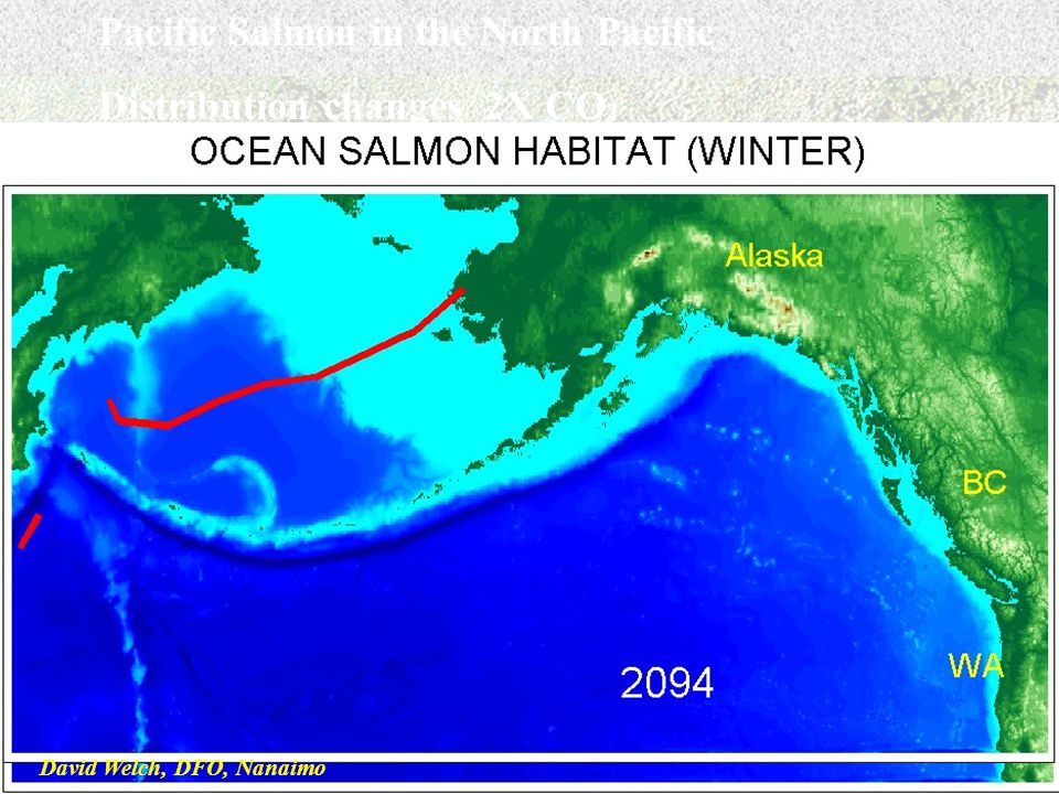 Pacific Salmon in the North Pacific Distribution changes 2X CO 2 David Welch, DFO, Nanaimo