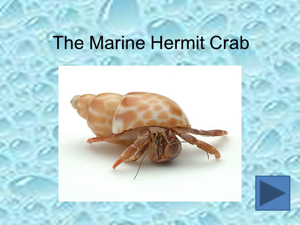 The Marine Hermit Crab