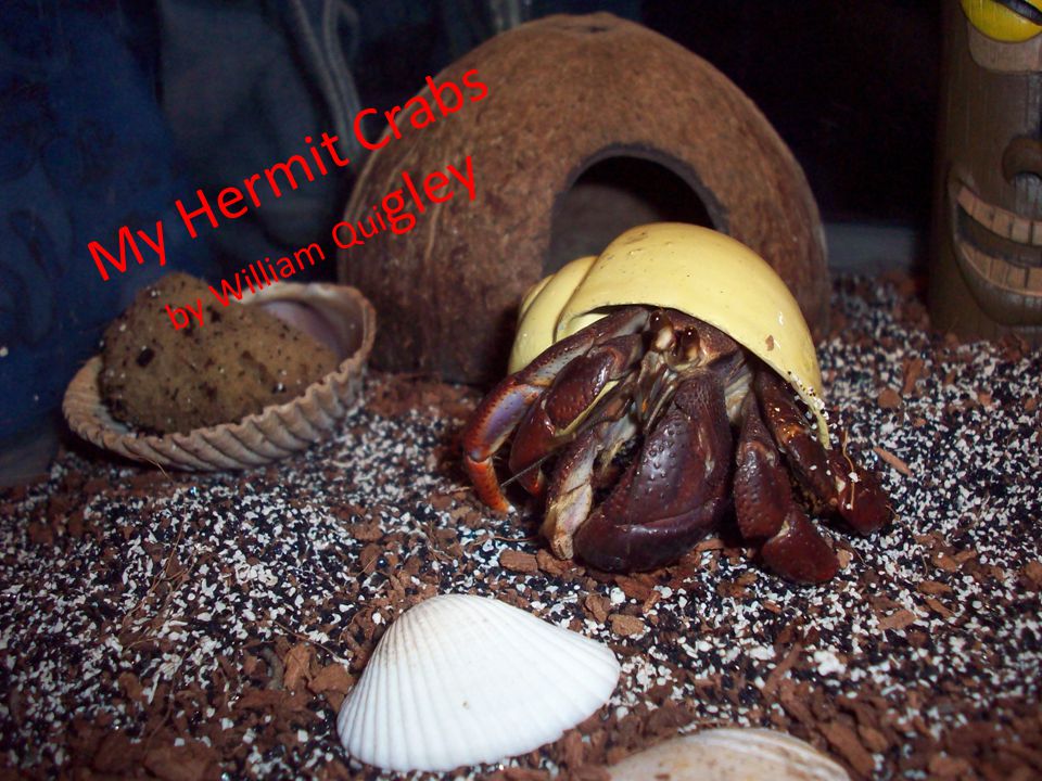 My Hermit Crabs by William Qui gley