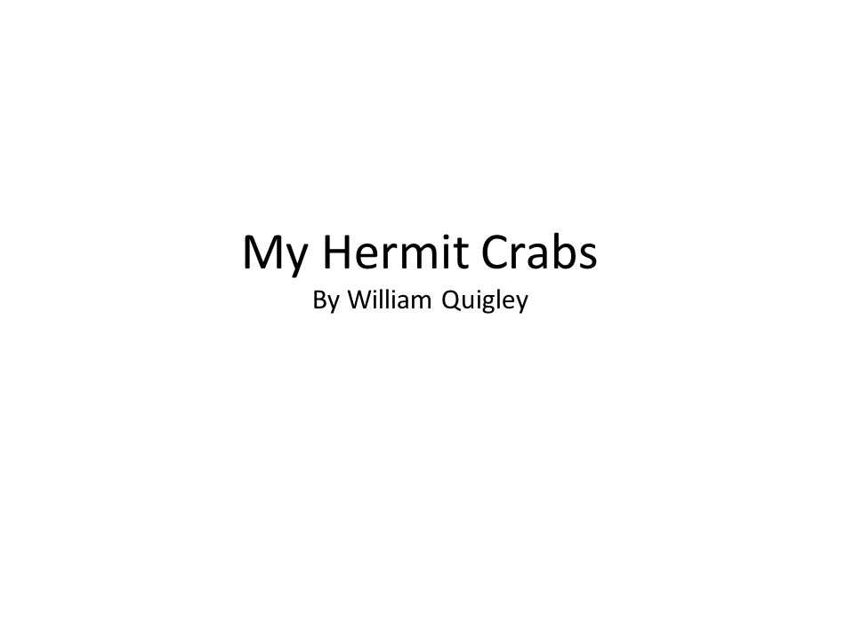 My Hermit Crabs By William Quigley
