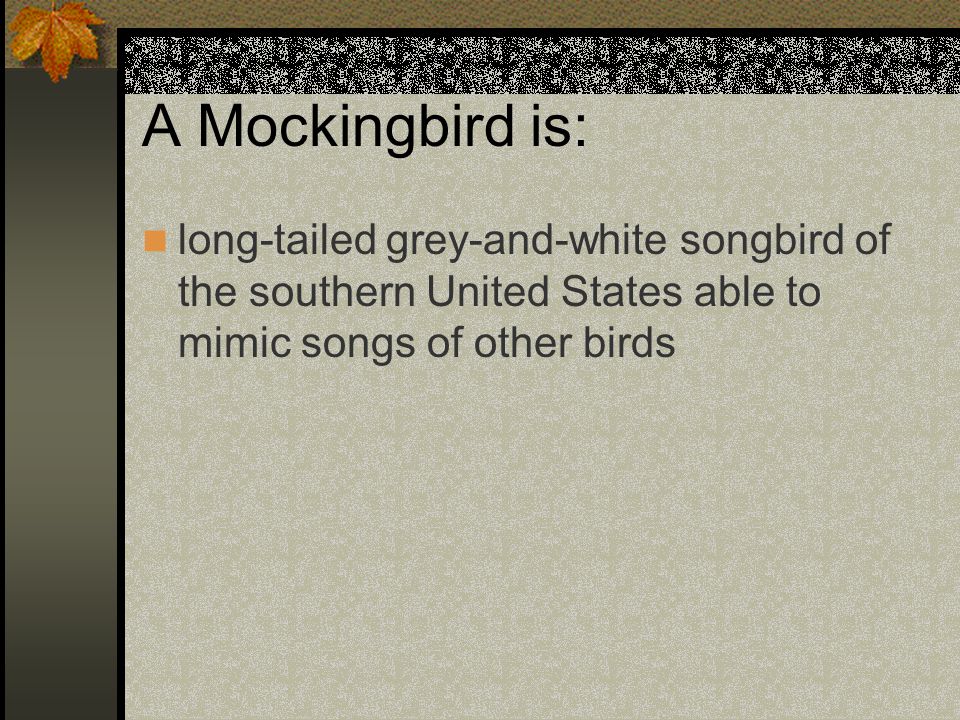 A Mockingbird is: long-tailed grey-and-white songbird of the southern United States able to mimic songs of other birds