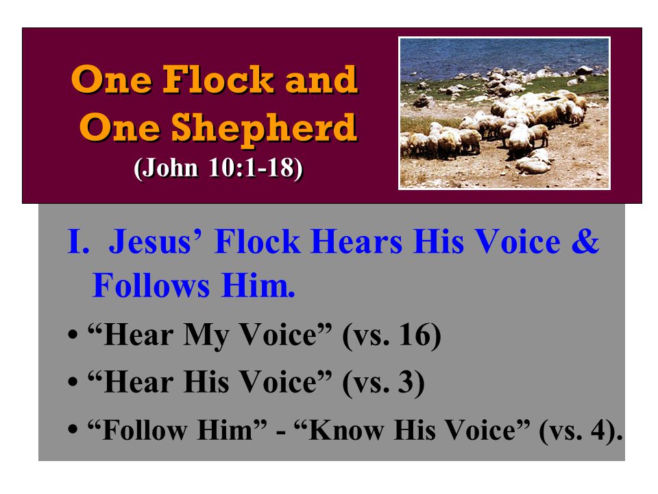 I. Jesus’ Flock Hears His Voice & Follows Him. Hear My Voice (vs.
