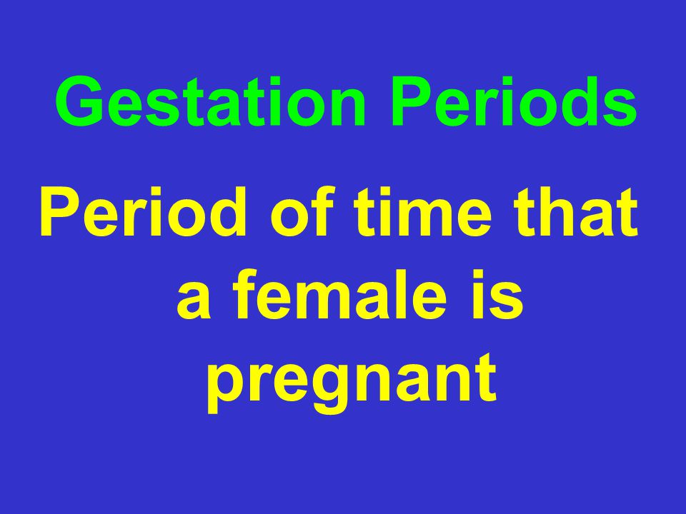 Period of time that a female is pregnant