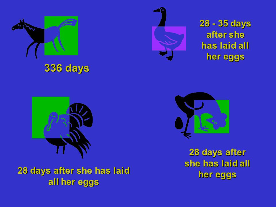 336 days 28 days after she has laid all her eggs days after she has laid all her eggs 28 days after she has laid all her eggs