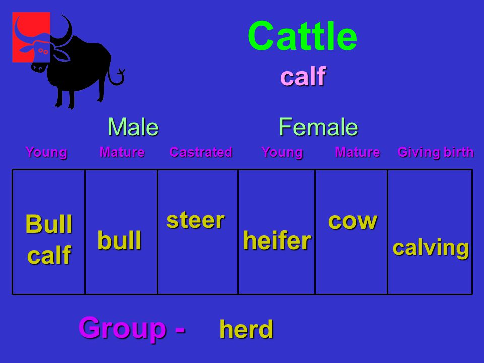 Cattle Bull calf Young Mature Castrated Young Mature Giving birth Young Mature Castrated Young Mature Giving birth MaleFemale bull steer heifer cow calving calf Group - herd