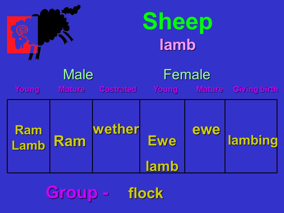 Sheep Ram Lamb Young Mature Castrated Young Mature Giving birth Young Mature Castrated Young Mature Giving birth MaleFemale Ram wether Ewelamb ewe lambing lamb Group - flock
