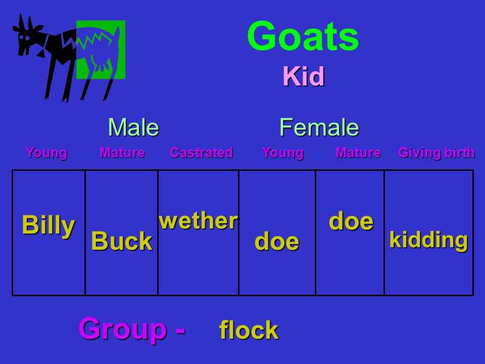 Goats Billy Young Mature Castrated Young Mature Giving birth Young Mature Castrated Young Mature Giving birth MaleFemale Buck wether doe doe kidding Kid Group - flock