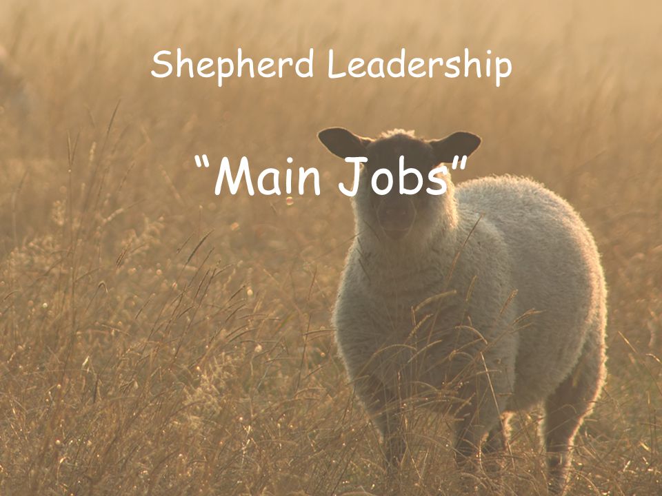 Shepherd Leadership Main Jobs