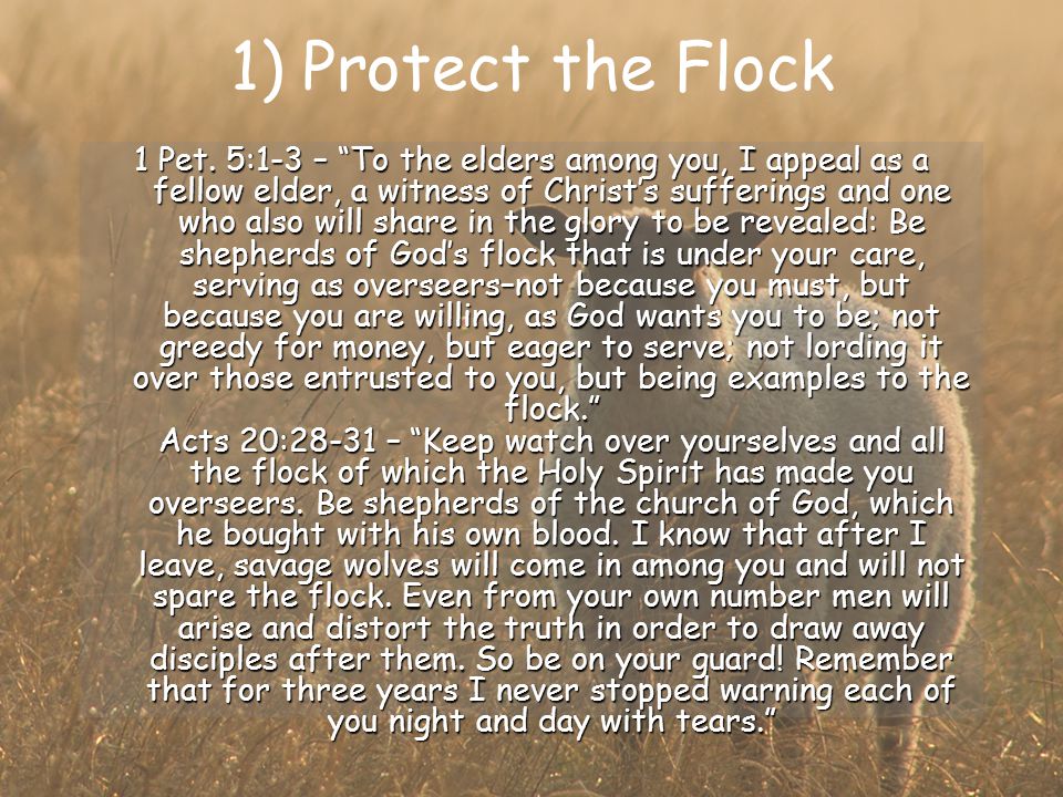 1) Protect the Flock 1 Pet.