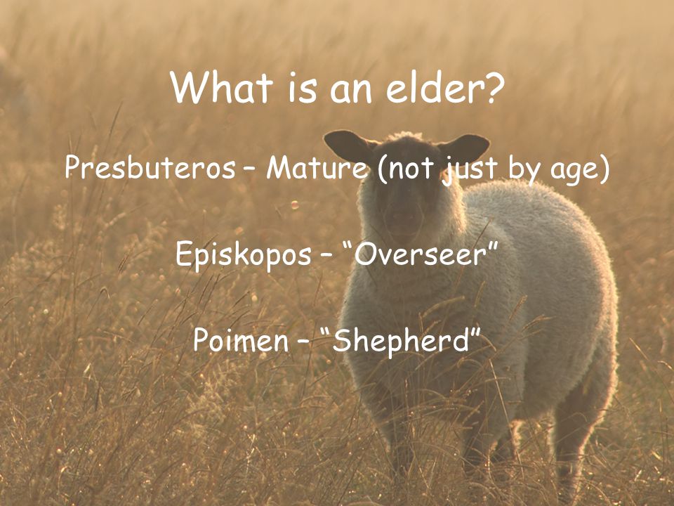 What is an elder Presbuteros – Mature (not just by age) Episkopos – Overseer Poimen – Shepherd