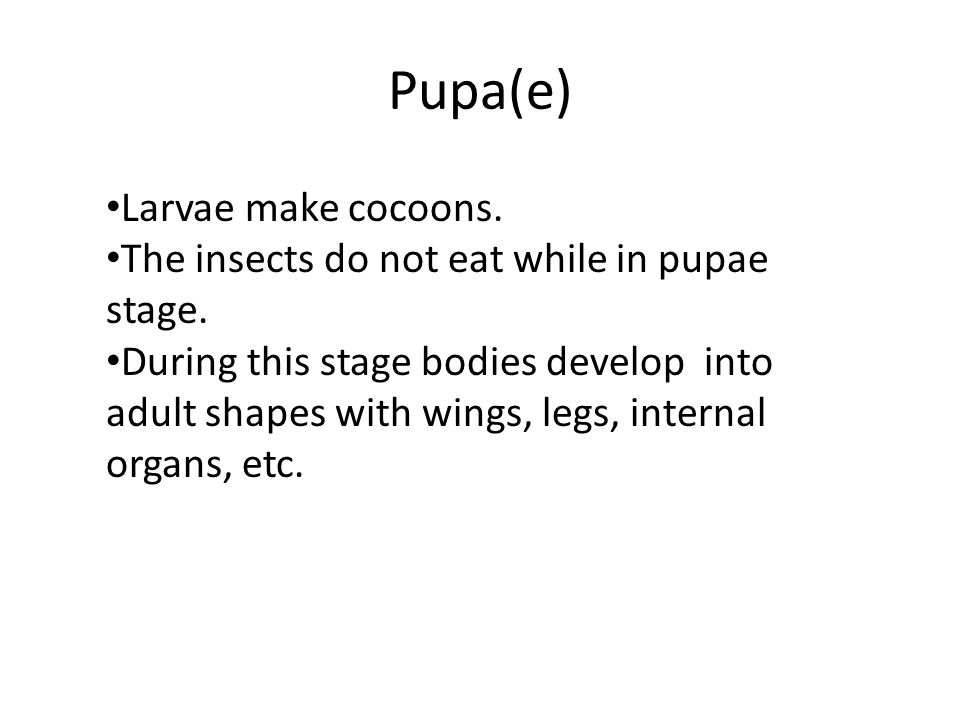 Pupa(e) Larvae make cocoons. The insects do not eat while in pupae stage.