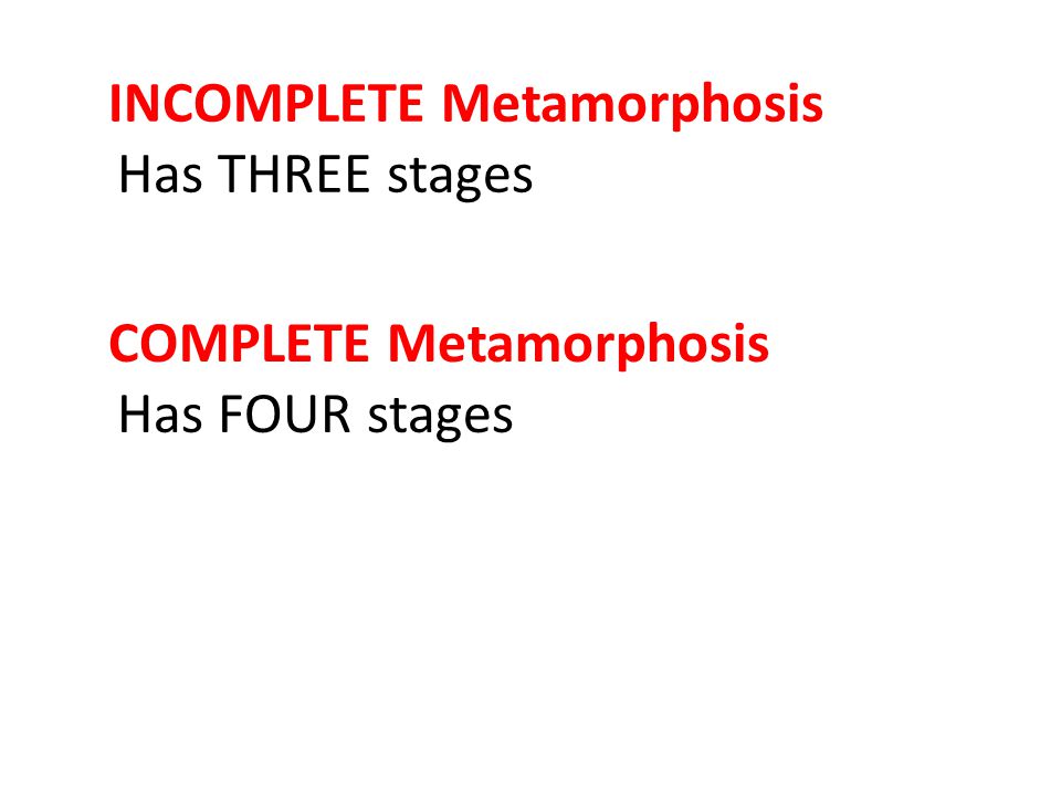 INCOMPLETE Metamorphosis Has THREE stages COMPLETE Metamorphosis Has FOUR stages