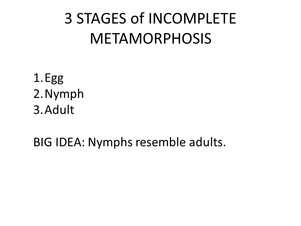 3 STAGES of INCOMPLETE METAMORPHOSIS 1.Egg 2.Nymph 3.Adult BIG IDEA: Nymphs resemble adults.