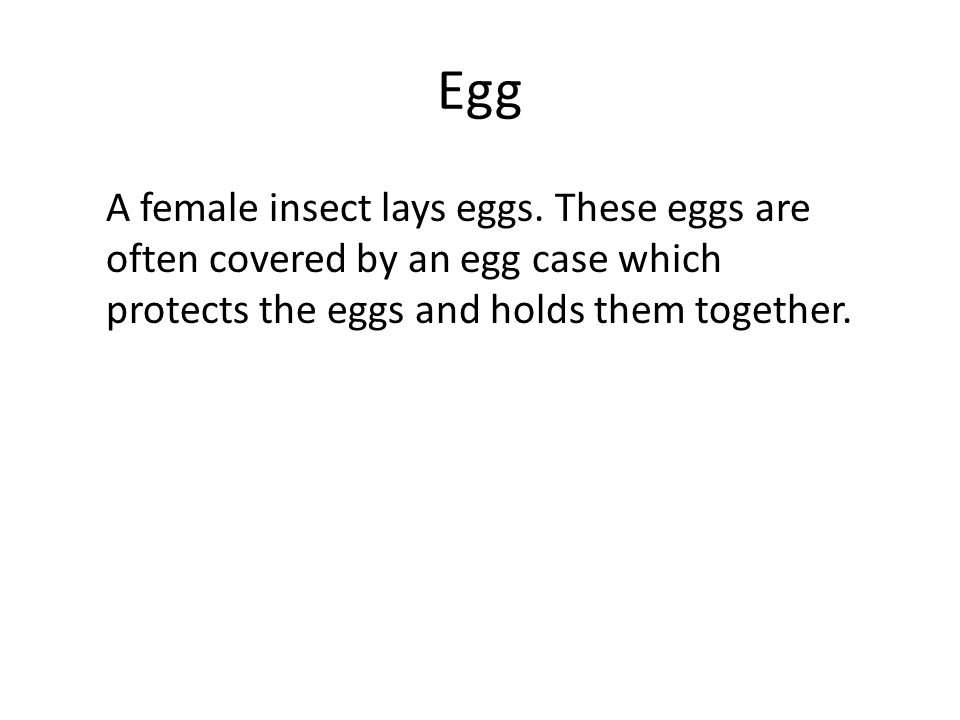 Egg A female insect lays eggs.
