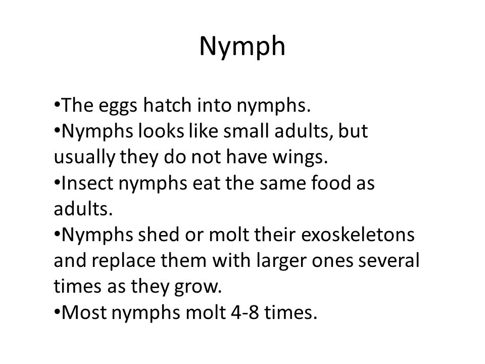 Nymph The eggs hatch into nymphs.