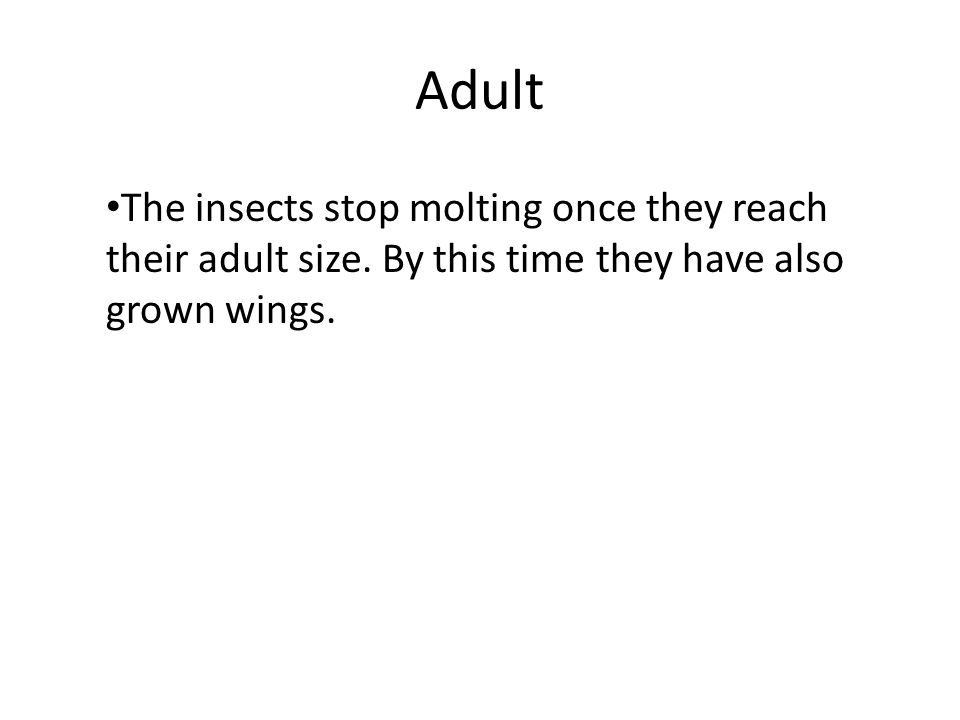 Adult The insects stop molting once they reach their adult size.
