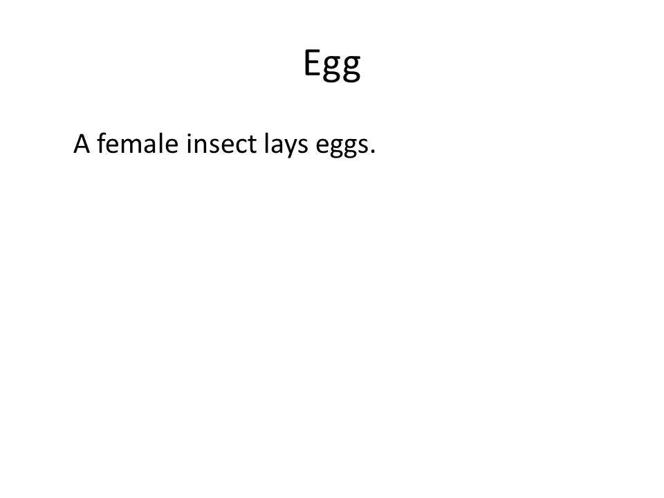 Egg A female insect lays eggs.