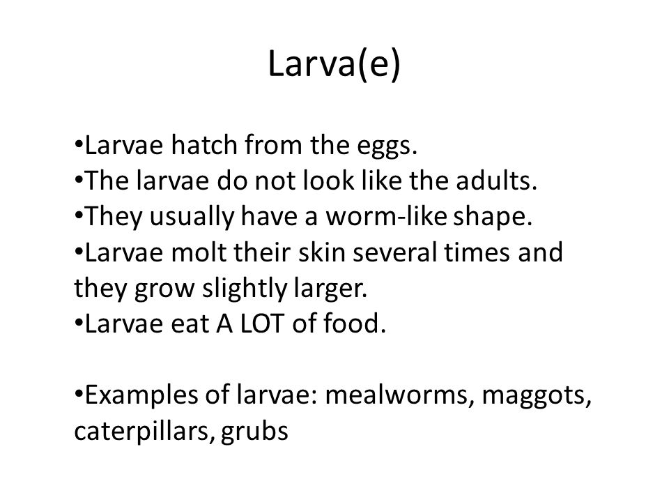 Larva(e) Larvae hatch from the eggs. The larvae do not look like the adults.