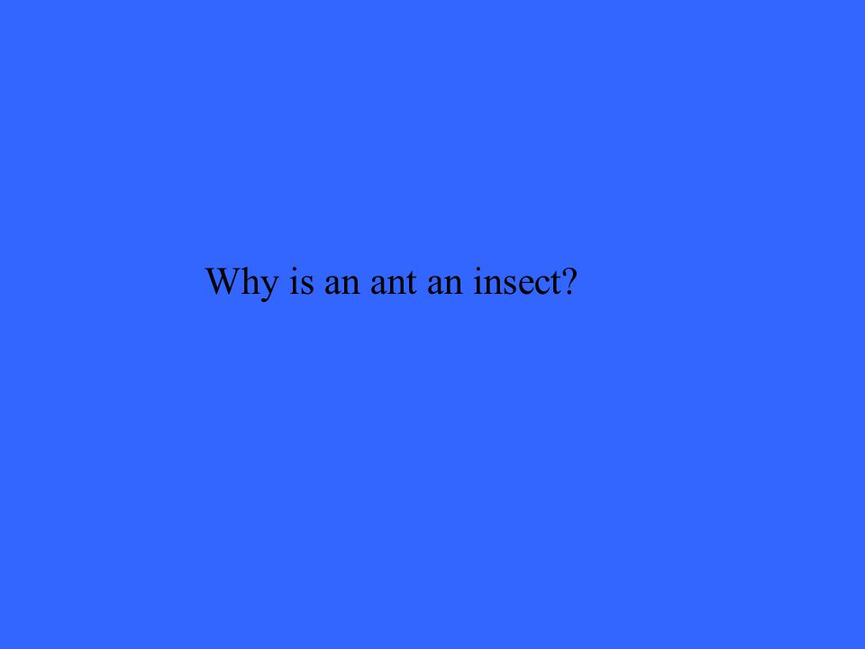 Why is an ant an insect