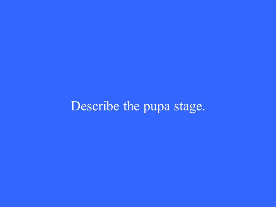 Describe the pupa stage.