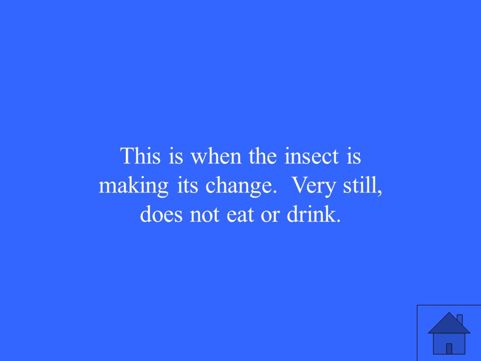 This is when the insect is making its change. Very still, does not eat or drink.