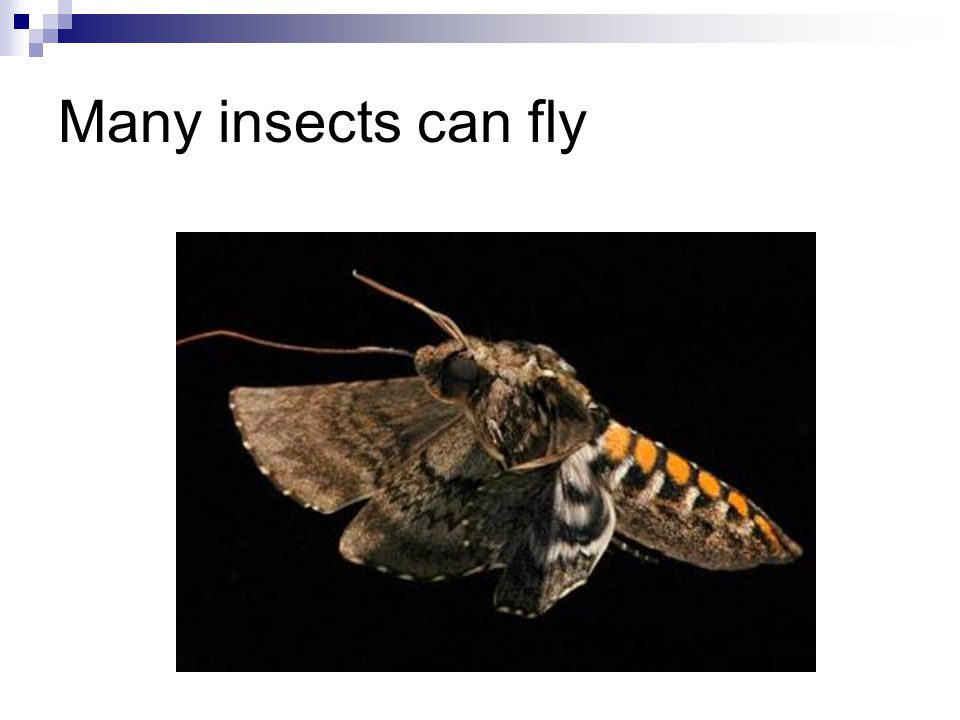 Many insects can fly