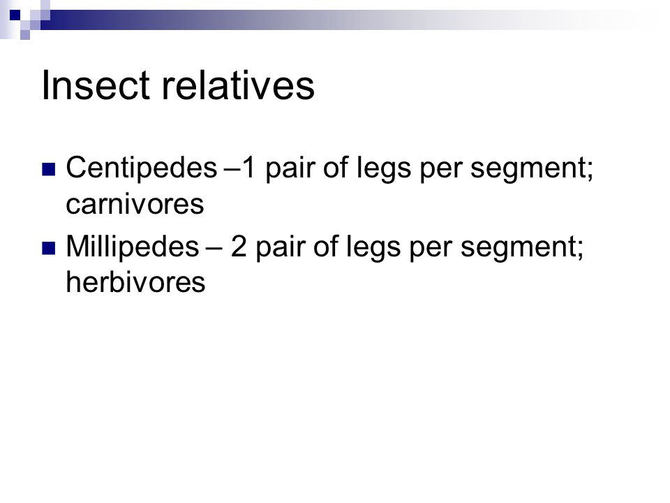 Insect relatives Centipedes –1 pair of legs per segment; carnivores Millipedes – 2 pair of legs per segment; herbivores