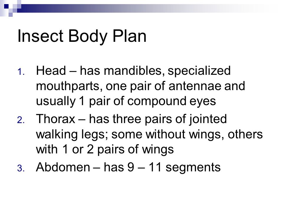 Insect Body Plan 1.