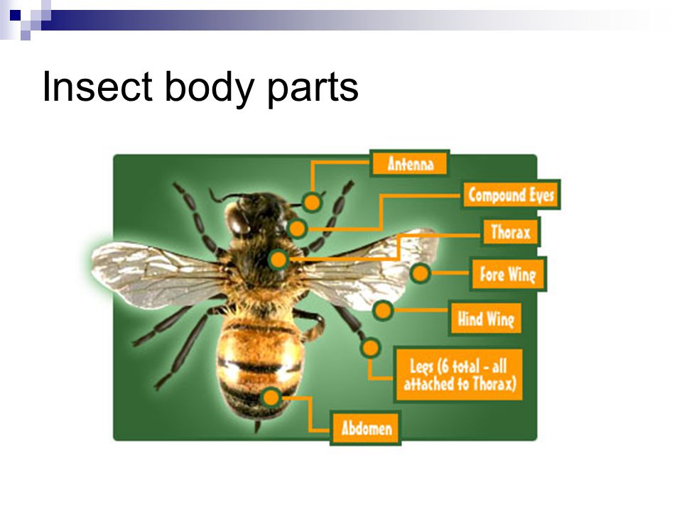 Insect body parts