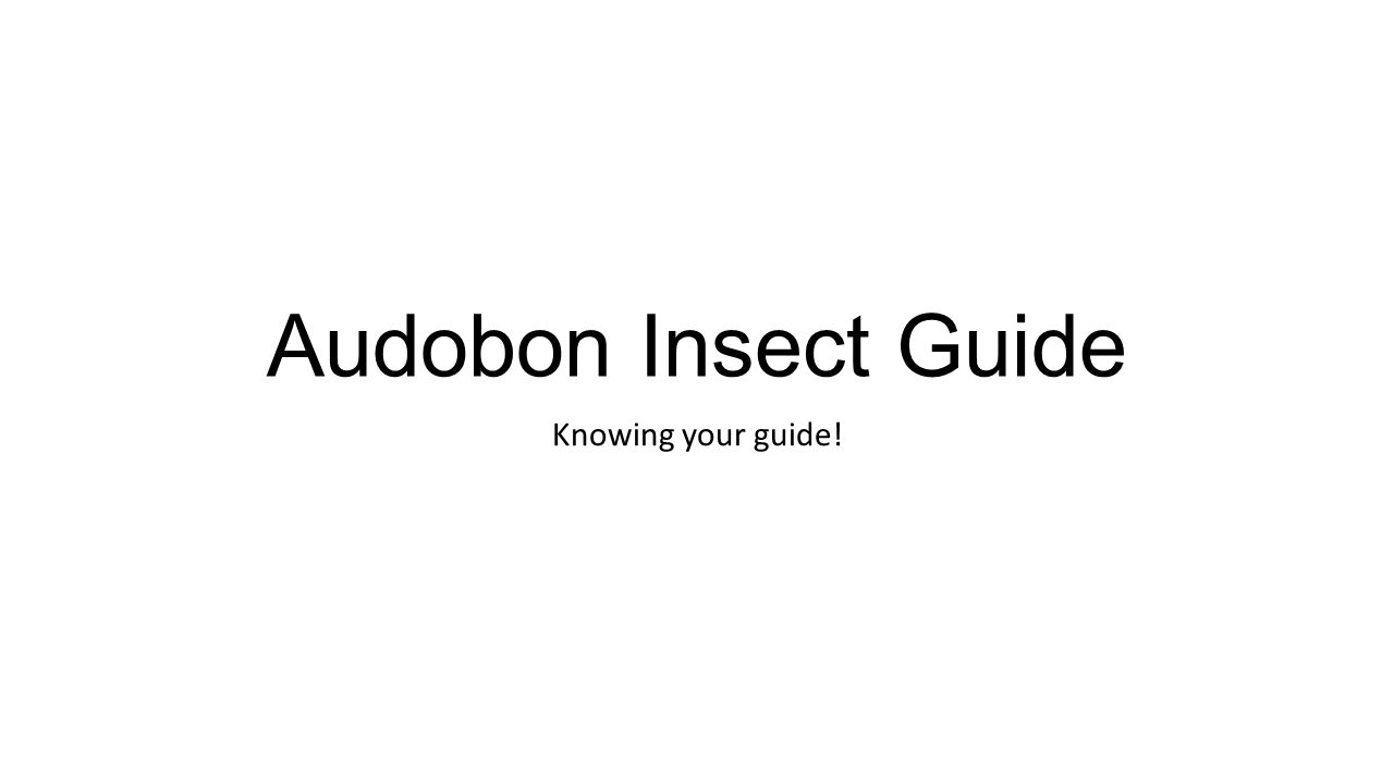 Audobon Insect Guide Knowing your guide!