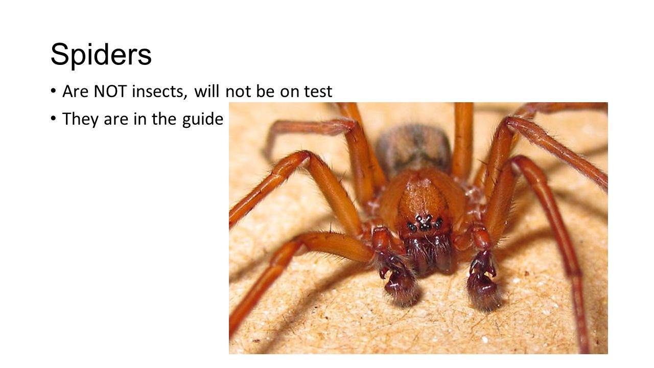 Spiders Are NOT insects, will not be on test They are in the guide