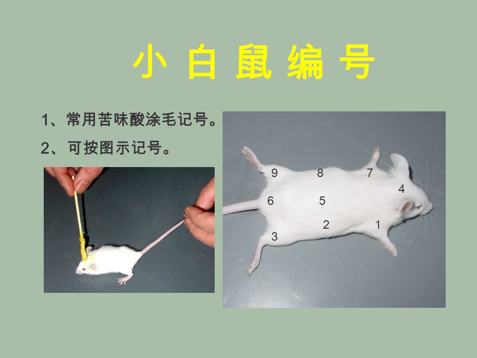 一,动物实验基本方法 动物的捉拿,编号和常用给 药方法 小白鼠的捉拿