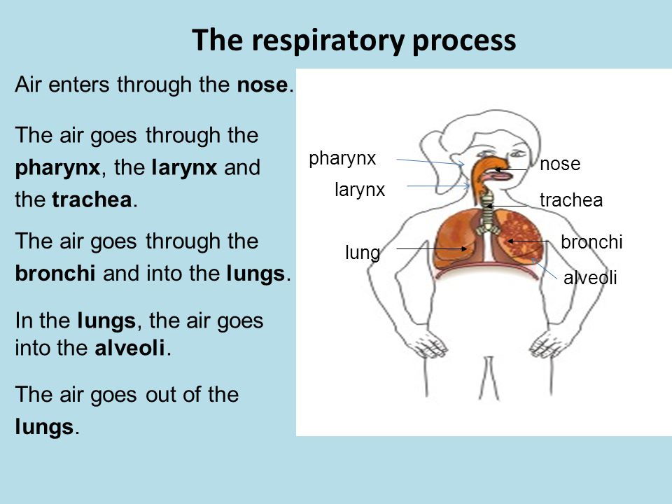 nose trachea bronchi lung pharynx larynx The respiratory process Air enters through the nose.