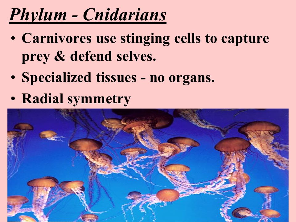 Phylum - Cnidarians Carnivores use stinging cells to capture prey & defend selves.