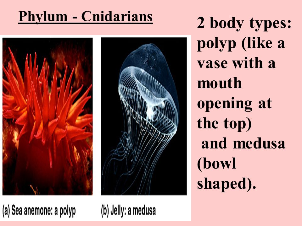 Phylum - Cnidarians 2 body types: polyp (like a vase with a mouth opening at the top) and medusa (bowl shaped).