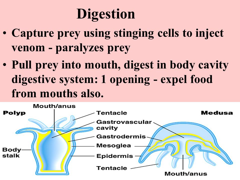 Digestion Capture prey using stinging cells to inject venom - paralyzes prey Pull prey into mouth, digest in body cavity digestive system: 1 opening - expel food from mouths also.