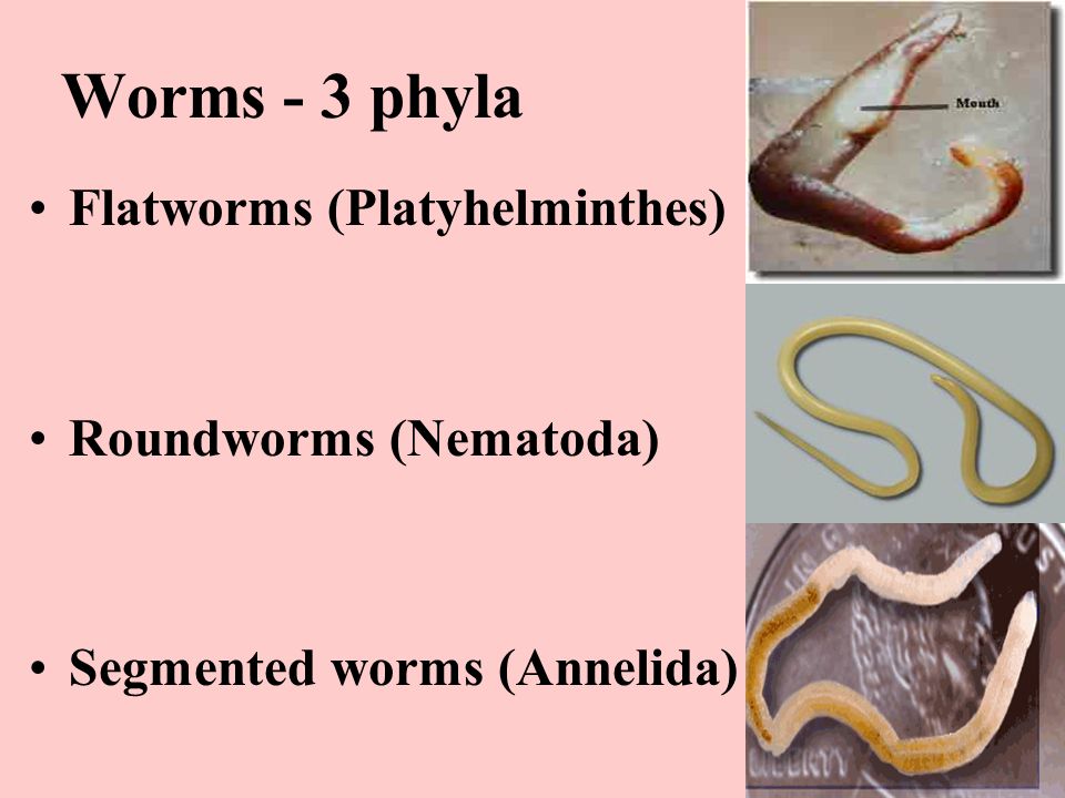 Worms - 3 phyla Flatworms (Platyhelminthes) Roundworms (Nematoda) Segmented worms (Annelida)