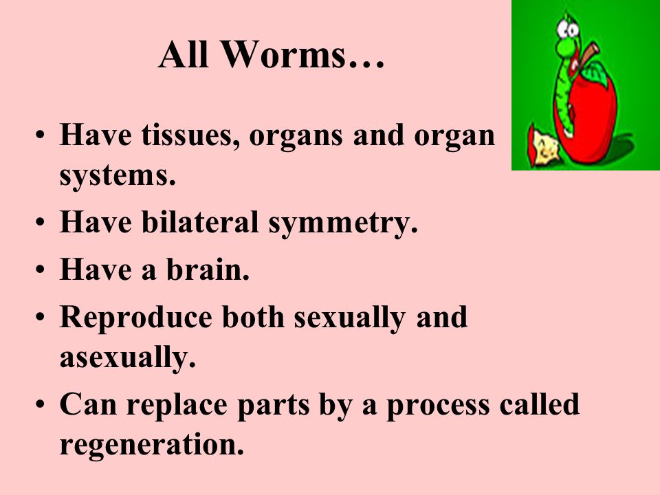 All Worms… Have tissues, organs and organ systems.