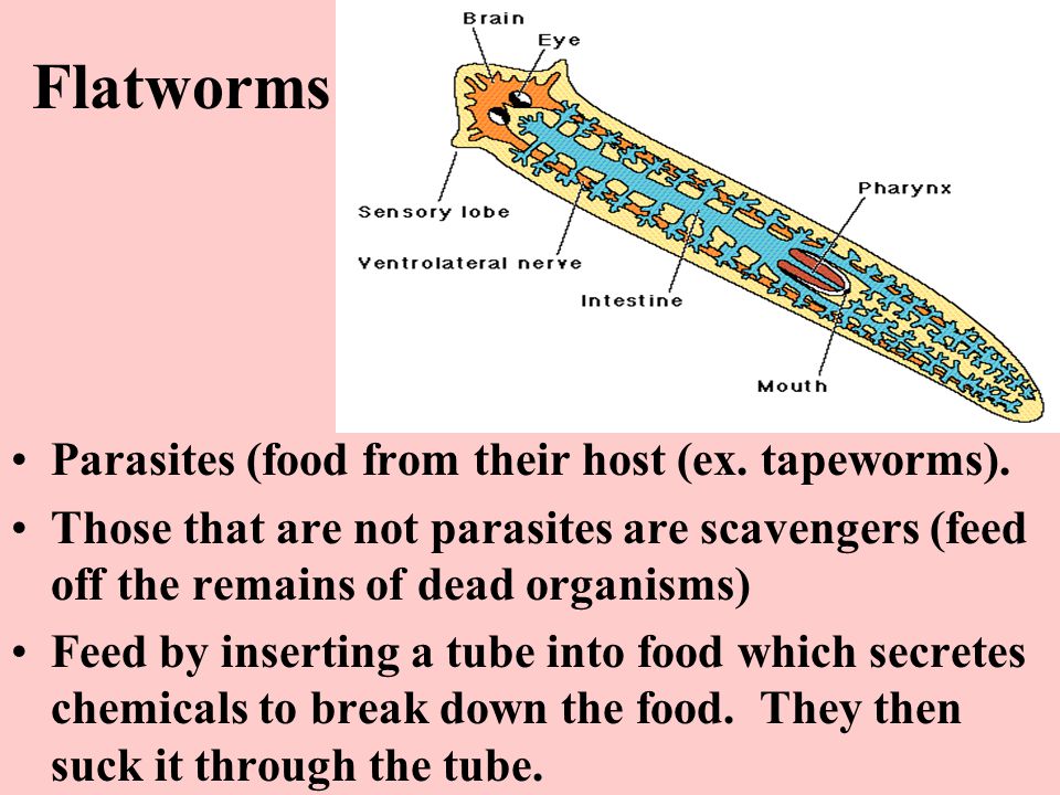 Flatworms Parasites (food from their host (ex. tapeworms).
