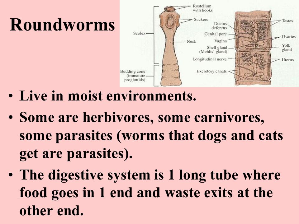 Roundworms Live in moist environments.