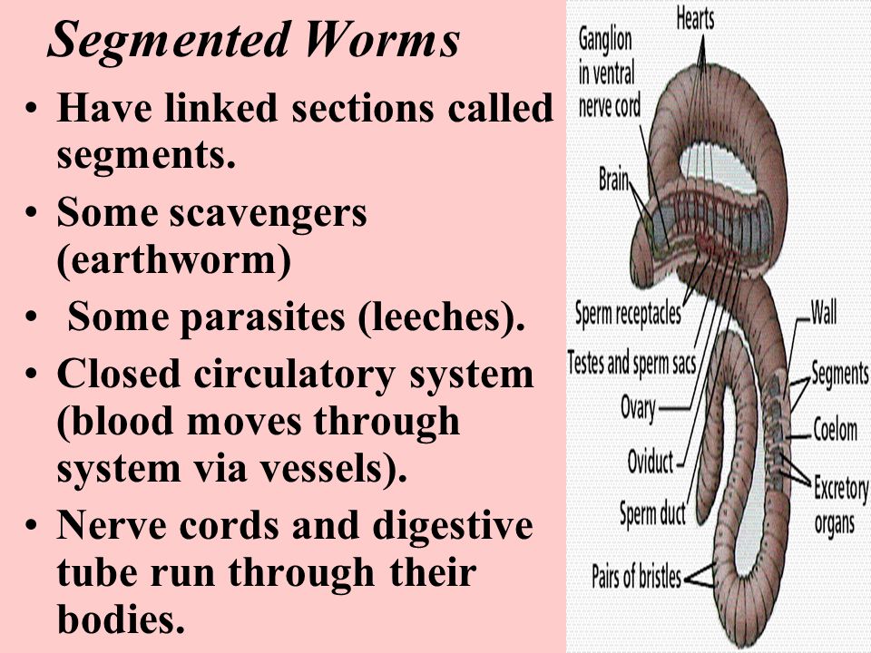 Segmented Worms Have linked sections called segments.