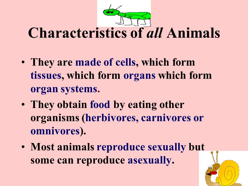 Characteristics of all Animals They are made of cells, which form tissues, which form organs which form organ systems.