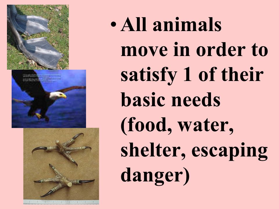 All animals move in order to satisfy 1 of their basic needs (food, water, shelter, escaping danger)