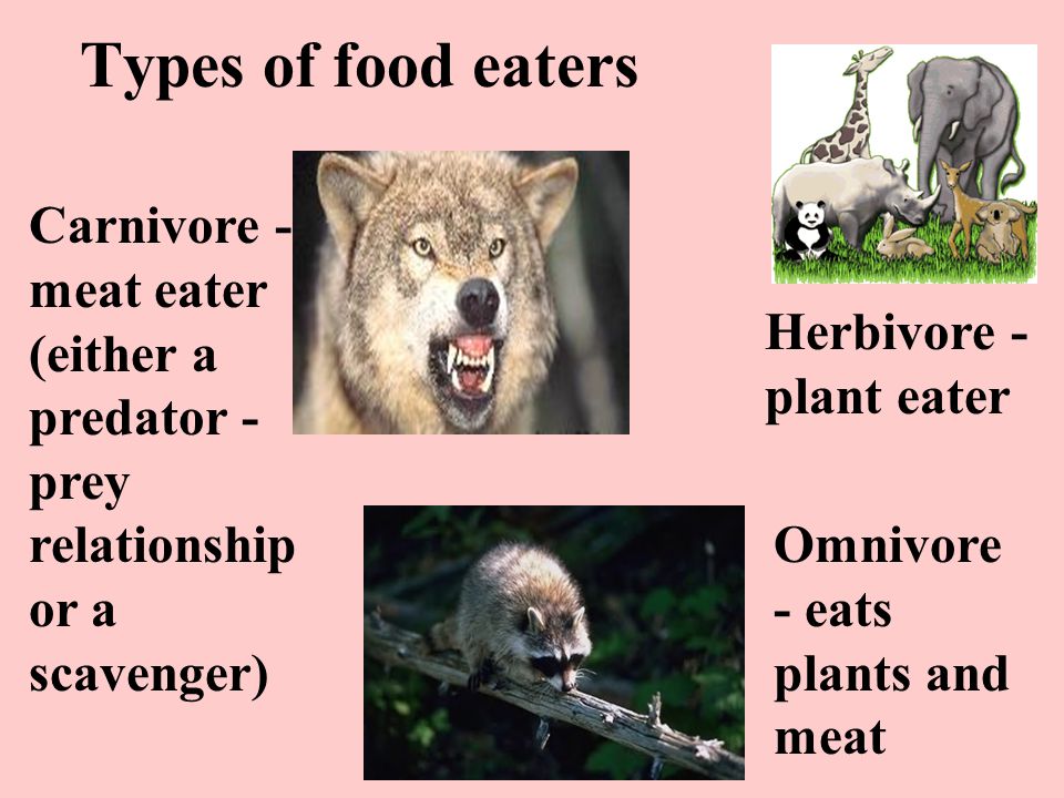 Types of food eaters Carnivore - meat eater (either a predator - prey relationship or a scavenger) Herbivore - plant eater Omnivore - eats plants and meat