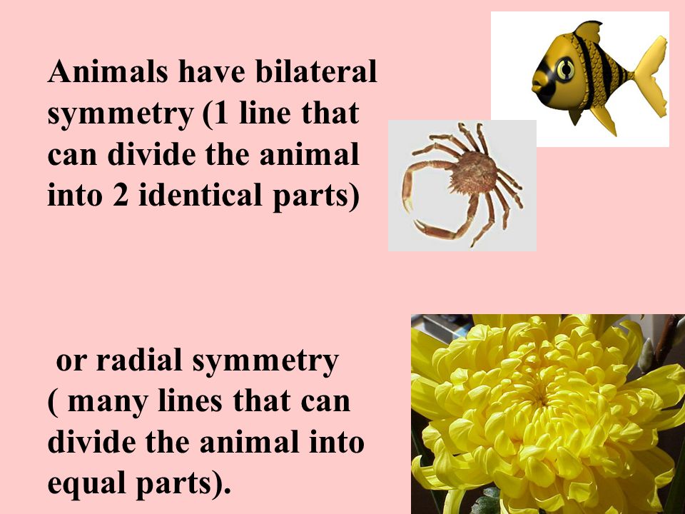 Animals have bilateral symmetry (1 line that can divide the animal into 2 identical parts) or radial symmetry ( many lines that can divide the animal into equal parts).