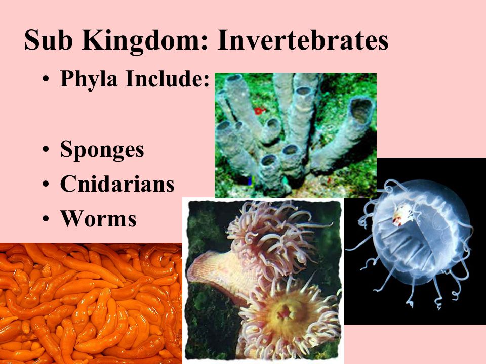 Sub Kingdom: Invertebrates Phyla Include: Sponges Cnidarians Worms