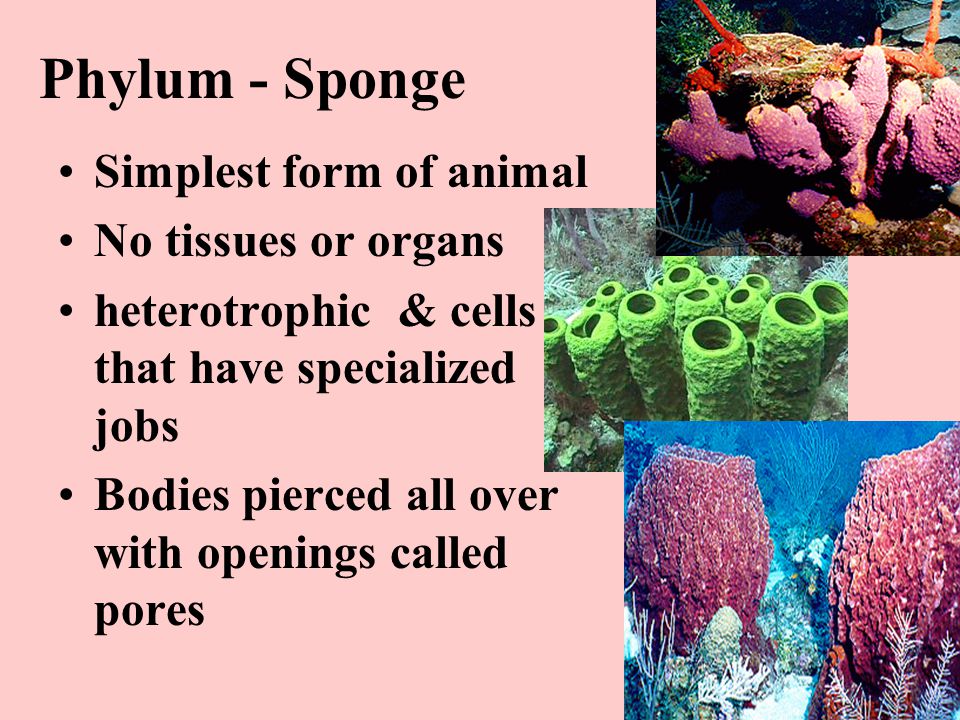 Phylum - Sponge Simplest form of animal No tissues or organs heterotrophic & cells that have specialized jobs Bodies pierced all over with openings called pores