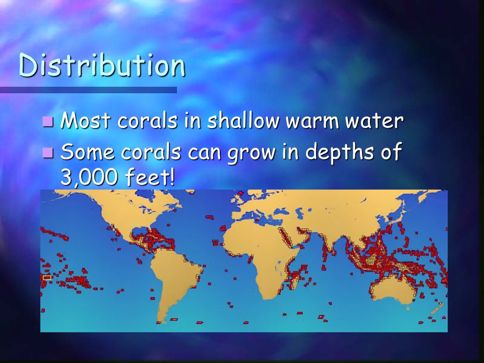 Distribution Most corals in shallow warm water Most corals in shallow warm water Some corals can grow in depths of 3,000 feet.